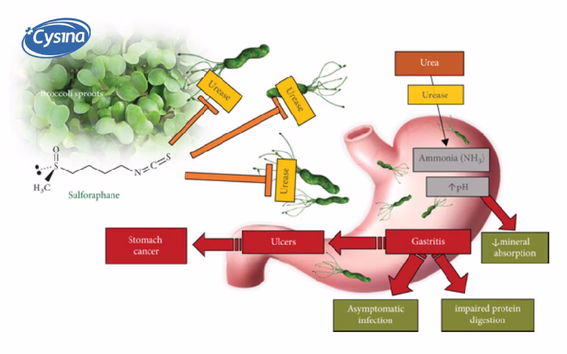 Sulforaphane: Hợp chất "vàng" cho sức khỏe toàn diện