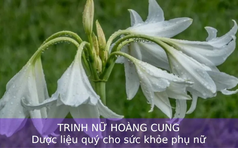 Trinh Nữ Hoàng Cung – Dược Liệu Quý Hỗ Trợ Sức Khỏe Phụ Nữ