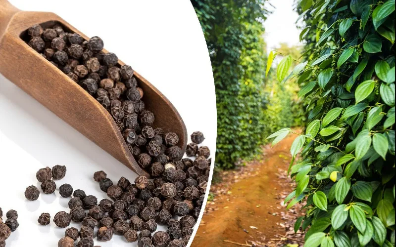Hồ tiêu không chỉ là gia vị - Khoa học đã phát hiện những lợi ích gì? Hồ tiêu không chỉ là gia vị - Khoa học đã phát hiện những lợi ích gì?