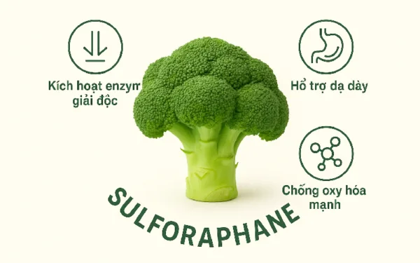 Sulforaphane là gì? Tinh chất tự nhiên đầy triển vọng trong hỗ trợ dạ dày