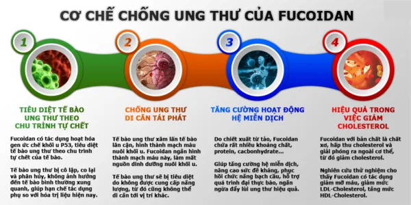 Uống Fucoidan mỗi ngày có tốt không? Nên uống trong bao lâu?